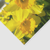 Gelbe affodische Blume Seidenpapier (Ausschnitt)
