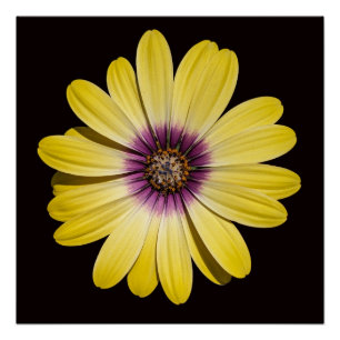 Gelbe afrikanische Marguerite auf schwarzem Floral Poster
