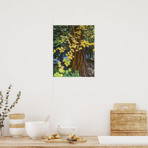 Gelbe Ahornkerne Blätter und Douglas Fir Foto Poster