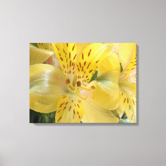 Gelbe Alstroemeria Stretched Canvas Print Leinwanddruck (Vorderseite)