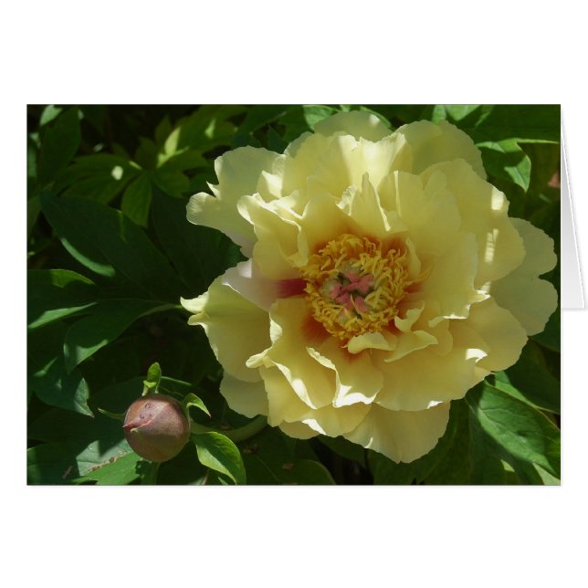 Gelbe Ambition (Vorderseite (Horizontal))