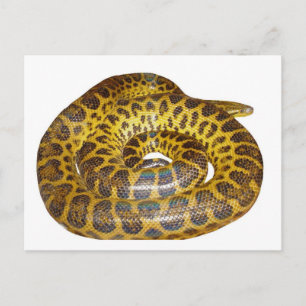 Gelbe Anaconda Postkarte