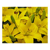 Gelbe Asiatische Lilien Poster (Vorderseite)