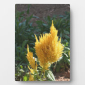 Gelbe Astilbe-Blume Fotoplatte (Vorderseite)