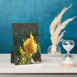 Gelbe Astilbe-Blume Fotoplatte