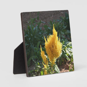 Gelbe Astilbe-Blume Fotoplatte