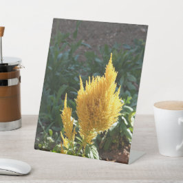 Gelbe Astilbe-Blume Sockelschild