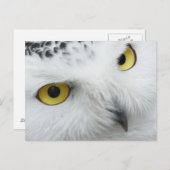 Gelbe Augen Postkarte (Vorne/Hinten)