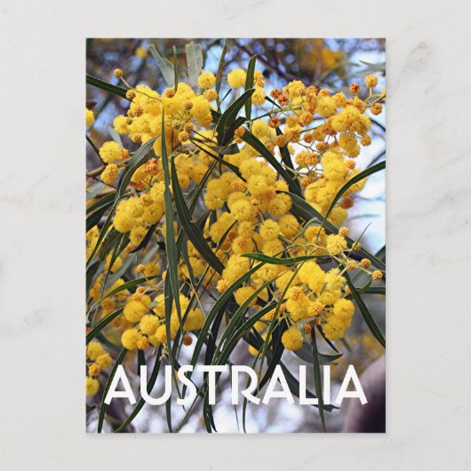 Gelbe australische Wildblüten 2 Postkarte (Vorderseite)