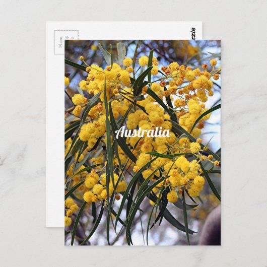 Gelbe australische Wildblüten Postkarte (Vorne/Hinten)