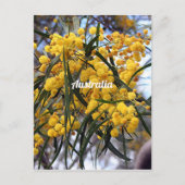 Gelbe australische Wildblüten Postkarte (Vorderseite)