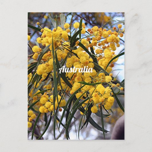 Gelbe australische Wildblüten Postkarte (Vorderseite)