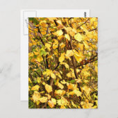 GELBE AUTUMNSTÜCKE POSTKARTE (Vorne/Hinten)