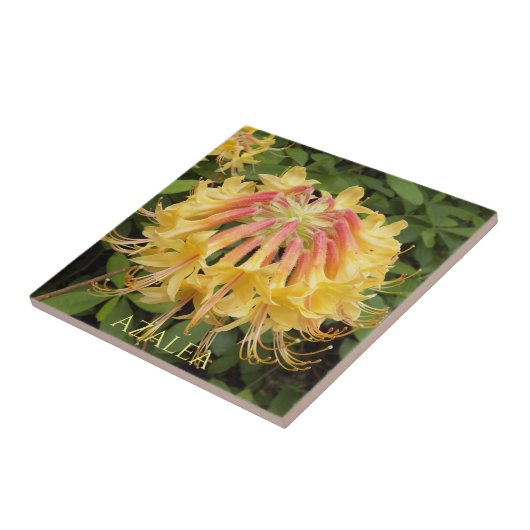 Gelbe Azalea Blütenblüte Fliese (Seite)