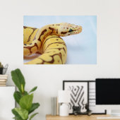 Gelbe Ball-Python Nah hoch Poster (Heimbüro)
