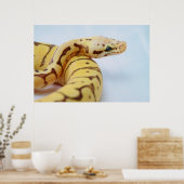 Gelbe Ball-Python Nah hoch Poster (Küche)
