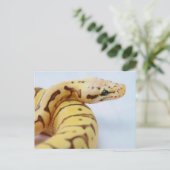 Gelbe Ball-Python Nah hoch Postkarte (Stehend Vorderseite)
