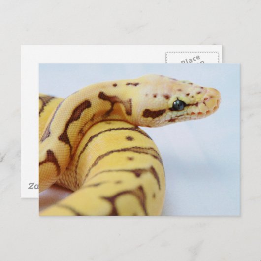 Gelbe Ball-Python Nah hoch Postkarte (Vorne/Hinten)