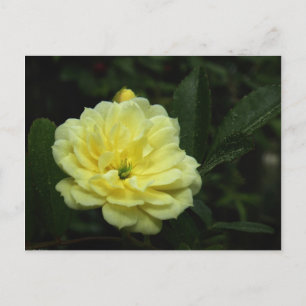 Gelbe Banksia-Rose Postkarte