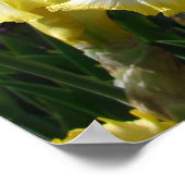 Gelbe Bartete Iris Iris Blume Blumenposter Poster (Ecke)