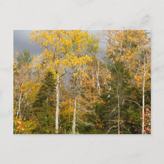 Gelbe Bäume in New Hampshire Postkarte (Vorderseite)
