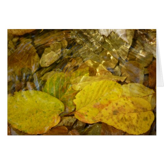 Gelbe Birkenblätter im Bach (Vorderseite (Horizontal))