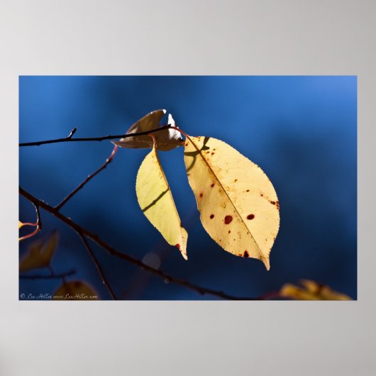 Gelbe Blätter auf einem Blue Sky Poster (Vorne)
