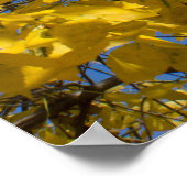 Gelbe Blätter auf Fall-Ash-Tree-Fotografie Poster (Ecke)