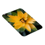 Gelbe Blätter aus der Pflanze, Magnet (Rechte Seite)