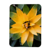 Gelbe Blätter aus der Pflanze, Magnet (Vertikal)