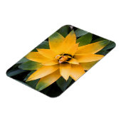 Gelbe Blätter aus der Pflanze, Magnet (Linke Seite)