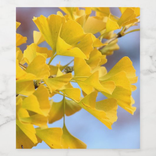 Gelbe Blätter Ginkgo Tree Weinetikett (Einzelnes Label)