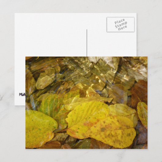 Gelbe Blätter in Stream Postkarte (Vorne/Hinten)