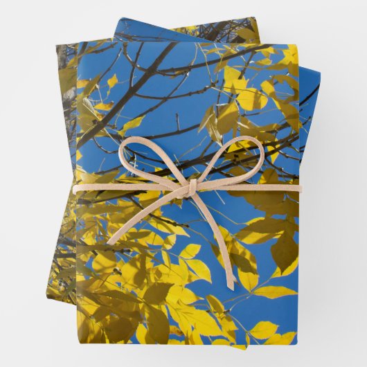 Gelbe Blätter zum Fall Ash Tree Nature Fotografy (Beispiel)