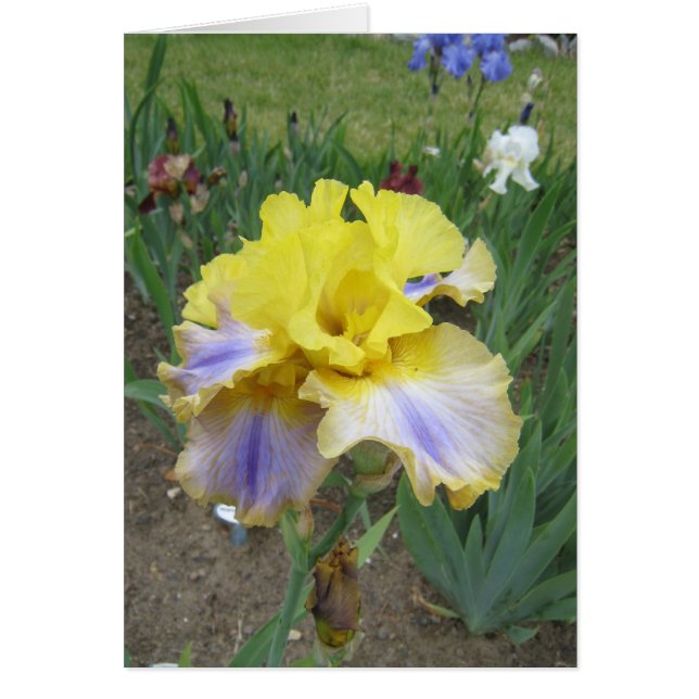 Gelbe blaue Iris-kleine leere Karte (Vorne)
