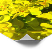 Gelbe blühende Shrubs Goldene Vorlage Woadwaxen Poster (Ecke)