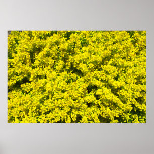 Gelbe blühende Shrubs Goldene Vorlage Woadwaxen Poster