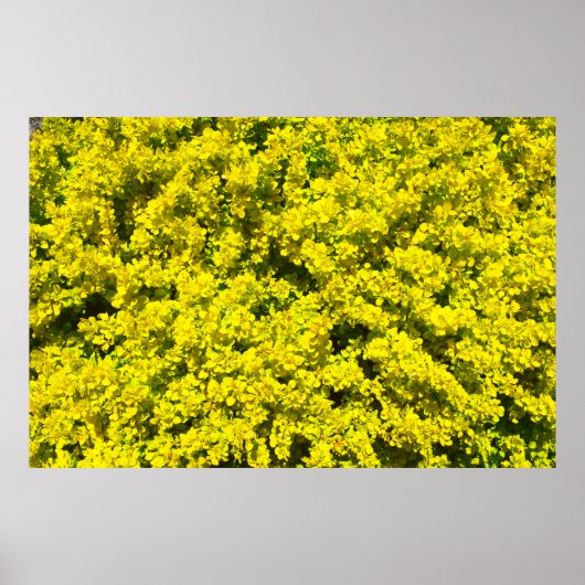 Gelbe blühende Shrubs Goldene Vorlage Woadwaxen Poster (Vorne)