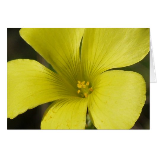 Gelbe Blume (Vorderseite (Horizontal))
