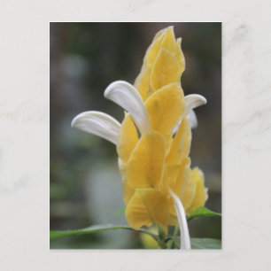 Gelbe Blume # 2 Postkarte