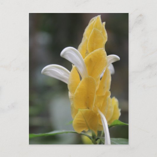 Gelbe Blume # 2 Postkarte (Vorderseite)