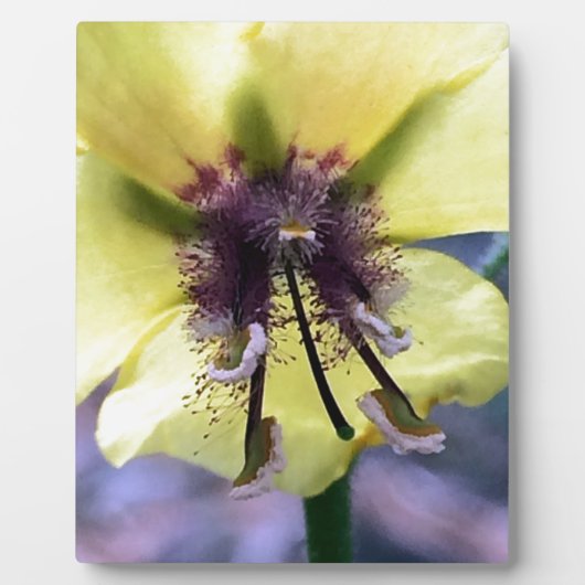 Gelbe Blume 3 Fotoplatte (Vorderseite)