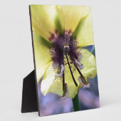 Gelbe Blume 3 Fotoplatte (Seite)