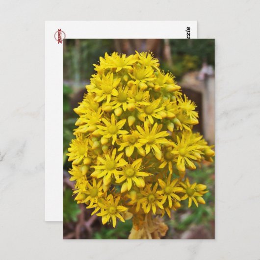 Gelbe Blume-Cluster Postkarte (Vorne/Hinten)