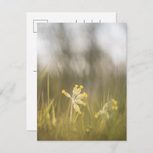 Gelbe Blume Cowslip Nature Foto Feiertagspostkarte
