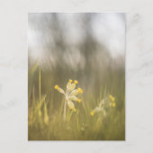 Gelbe Blume Cowslip Nature Foto Feiertagspostkarte (Vorderseite)