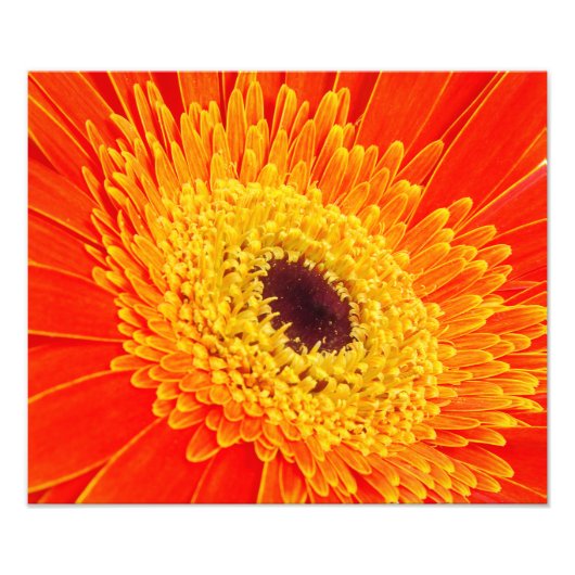 Gelbe Blume Fotodruck (Vorne)