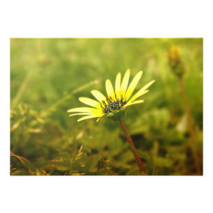 Gelbe Blume Fotodruck