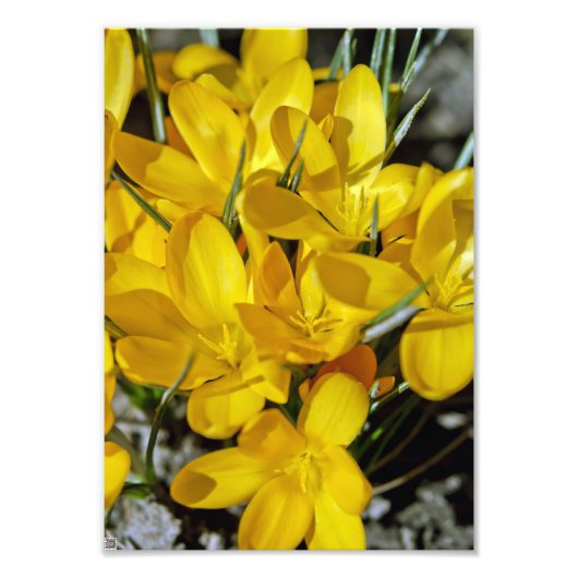 Gelbe Blume Fotodruck (Vorne)