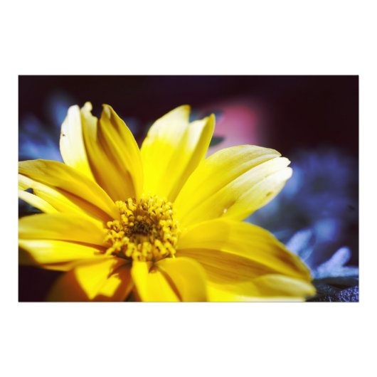 Gelbe Blume Fotodruck (Vorne)